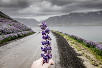 手持风信子花的人的手